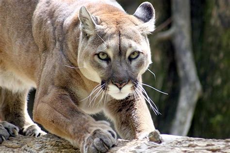 Misiones Celebra El D A Del Puma Con Una Ley Clave Para Conservar A Los