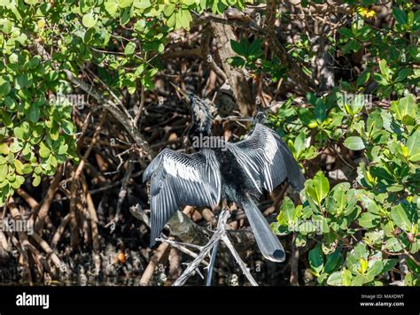 Mangrove Forest Birds