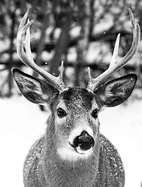 Winter Deer Photograph By Mircea Costina Photography Fine Art America