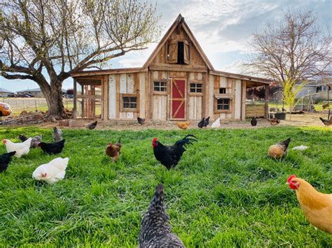 How To Clean And Disinfect A Chicken Coop The Happy Chicken Coop