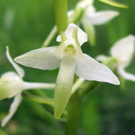 Platanthera bifolia Изображение особи Плантариум