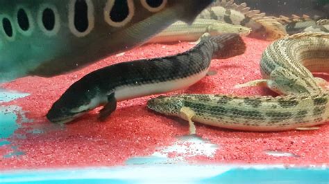 Weeksii Bichirs Youtube