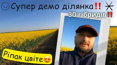 Демо поле ріпаку‼️ Великий огляд станом на 21.05.23р - YouTube