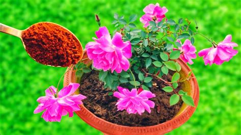 Top 7 Rose Gardening Secret Tipsbest Fertilizer For Rose Plant And Care