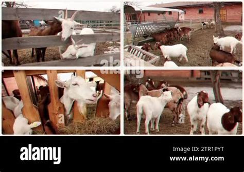 Goat Farm Goats On A Farm In An Open Air Cage Beautiful Goats In An