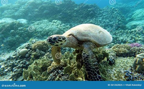 Hawksbill Especie De Cr De Tortuga Marina Hwksbill Tortuga Eretmochelys