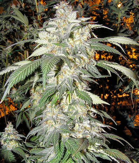 Buy Alaskan Thunder Fuck Dark Net Market