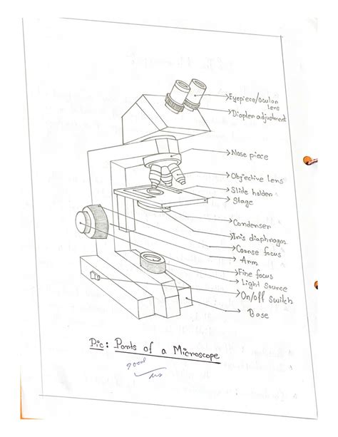 Solution Microbiology Practical Notes Studypool