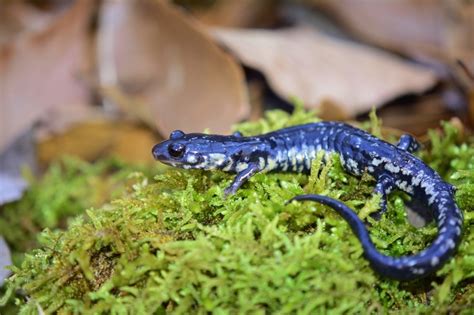 Louisiana Slimy Salamander Amphibians Of Louisiana · Inaturalist