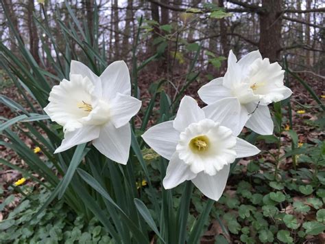 Mt Hood Daffodils Rflowers