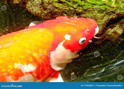 Koi Fish Swimming In The Pond Stock Image Image Of Focus Animal