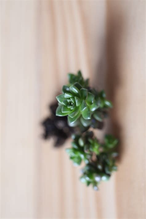 Bouturer Ses Plantes Grasses Et Succulentes Main Verte Diy