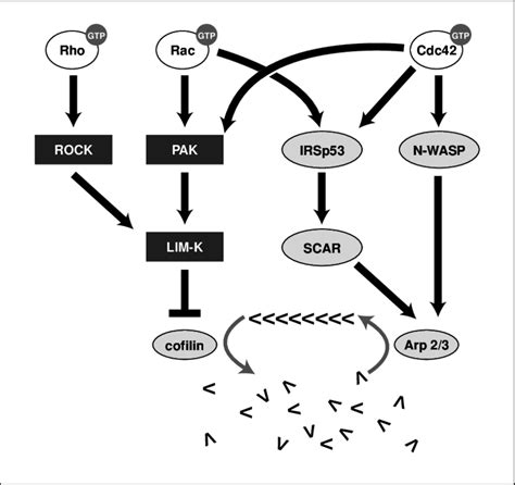 Rhoa Signaling Pathway