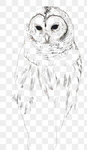 Owl Beak Bird Drawing, PNG, 1024x1280px, Owl, Art, Beak, Bird, Bird Of ...