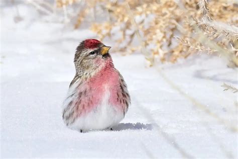 12 Types of Pink Birds (with Photos) - Bird Feeder Hub