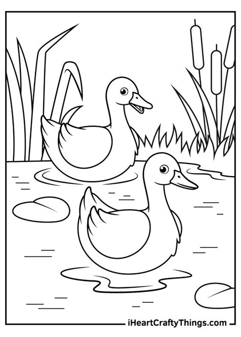 Two Ducks In The Water Coloring Page