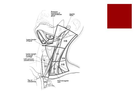 Cervical lymph nodes | PPT