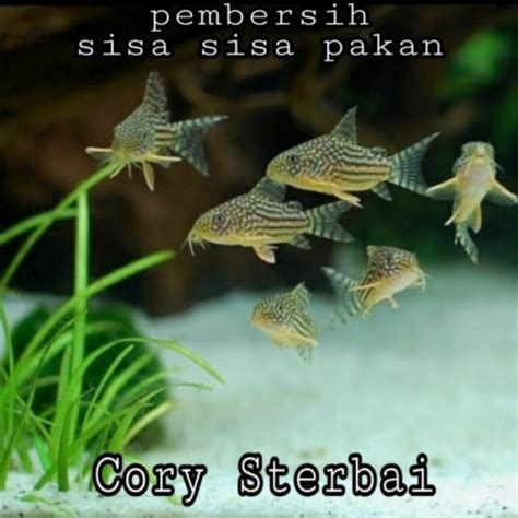 Jual Ikan Hias Air Tawar Aquascape Corydoras Sterbai Kota Tangerang