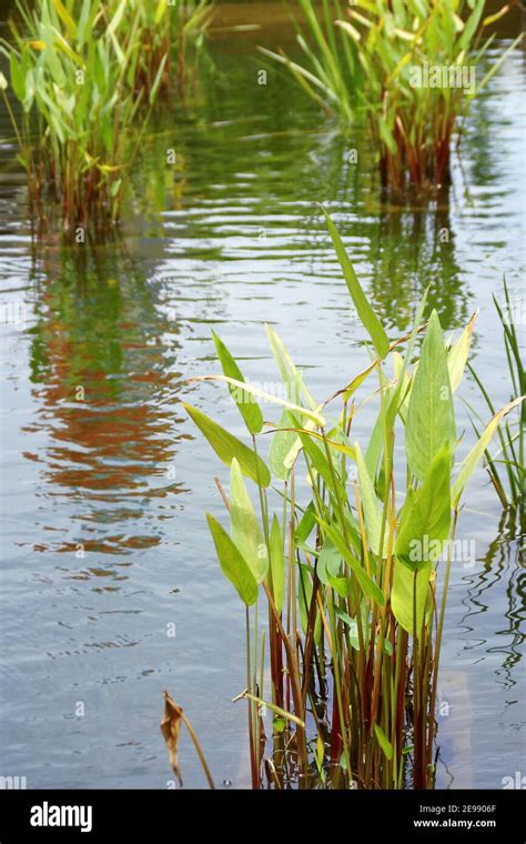 Thalia Dealbata Water Canna Plants In A Garden Pond Stock Photo Alamy