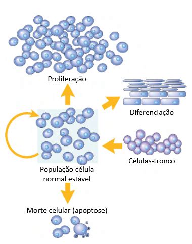 Reparo de Tecidos entenda mais sobre a Regeneração Tecidual Sanar