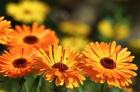 Calendula Officinalis Calendula Marigold Quinta Dos Ouriques