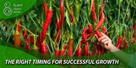 When To Plant Peppers Comprehensive Guide