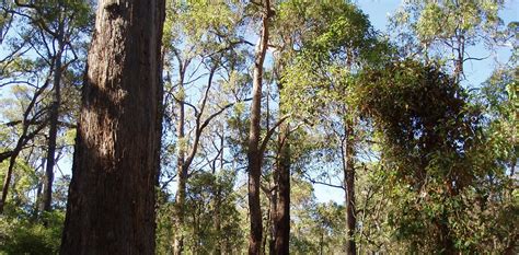 Ecocheck Australias Southwest Jarrah Forests Have Lost Their Iconic