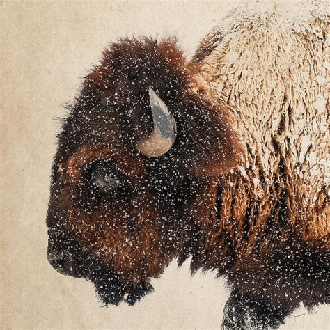 Bison Wall Art Buffalo Print Bison Photography Bison Photo Etsy