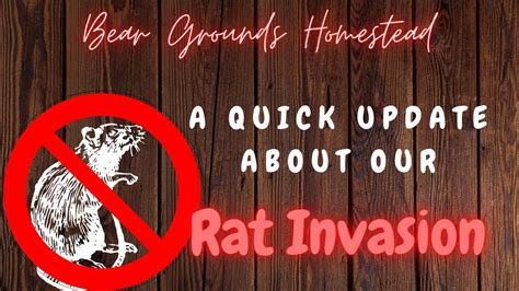 Rat Invasion UPDATE YouTube