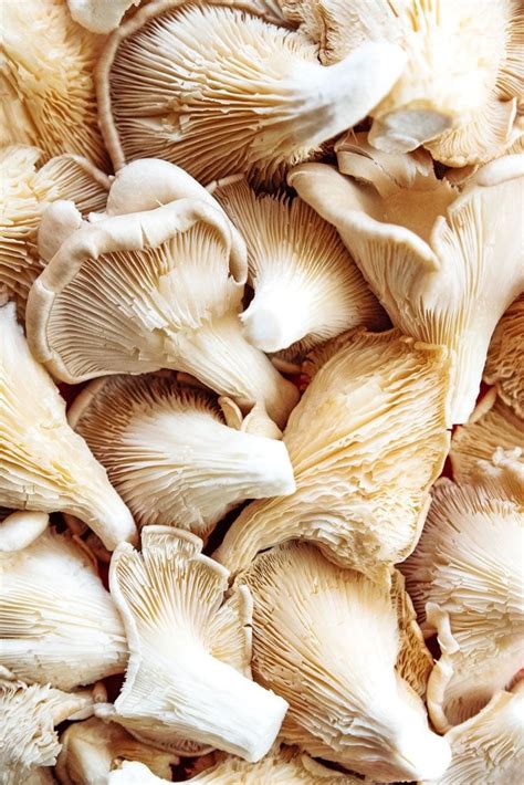 Oyster Mushrooms 101: The Ultimate Guide To Oyster Mushrooms