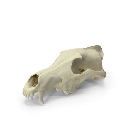 Wolf Skull Png Images And Psds For Download Pixelsquid S122925586