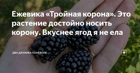 Ежевика «Тройная корона». Это растение достойно носить корону. Вкуснее ...