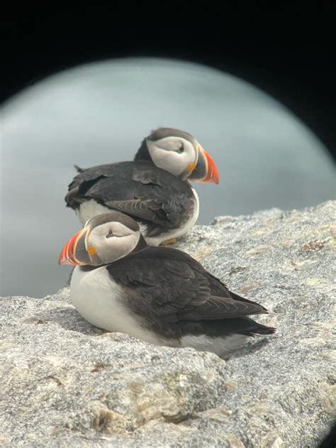 Seabird Island News - Vol. 3 - 09 June 2023 | Audubon Seabird Institute