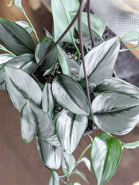 27 Beautiful Indoor House Plants For The Home In 2023