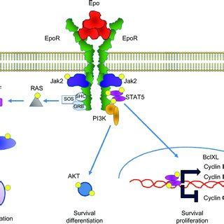 High Level Erythropoietin Receptor Epor Protein Expression Is Found