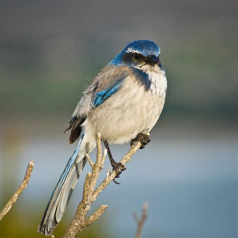 Western Scrub Jay Photograph By Jake Johnson Fine Art America