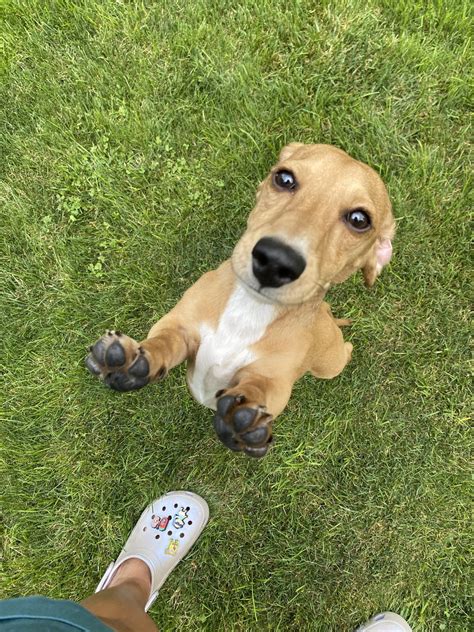 Happy August Yall Rdachshund