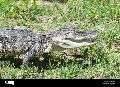 American Alligator Alligator Mississippiensis Native To Southeastern