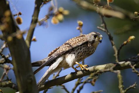 The Common Kestrel Falco Tinnunculus Stock Image Image Of Rodents