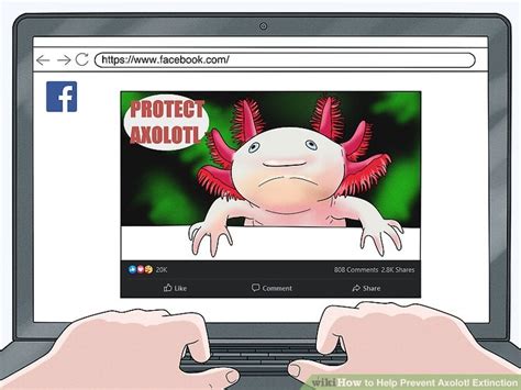 How to Help Prevent Axolotl Extinction: 10 Steps (with Pictures)