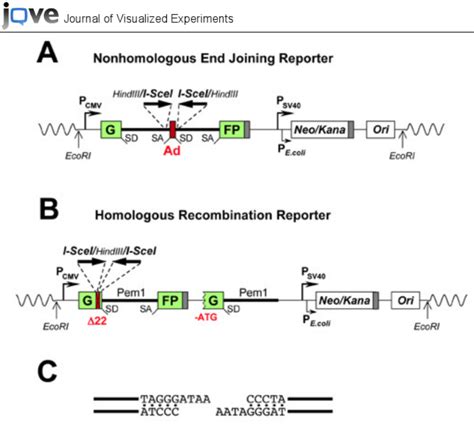 Reporter Constructs For The Analysis Of Dna Dsb Repair By Nhej A And