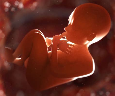 The Future Of Reproduction Exploring Artificial Wombs And Ectogenesis