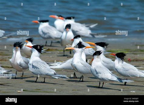 Terns Mission Bay Park San Diego California Stock Photo Alamy