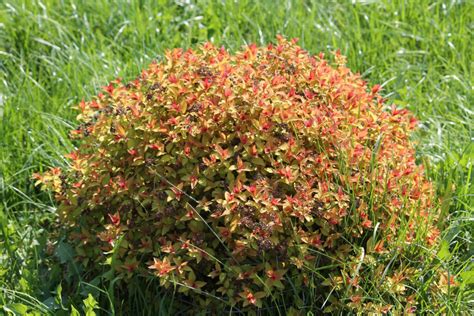 Спирея японская 'Goldflame' (Голдфлейм, Spiraea japonica 'Goldflame ...