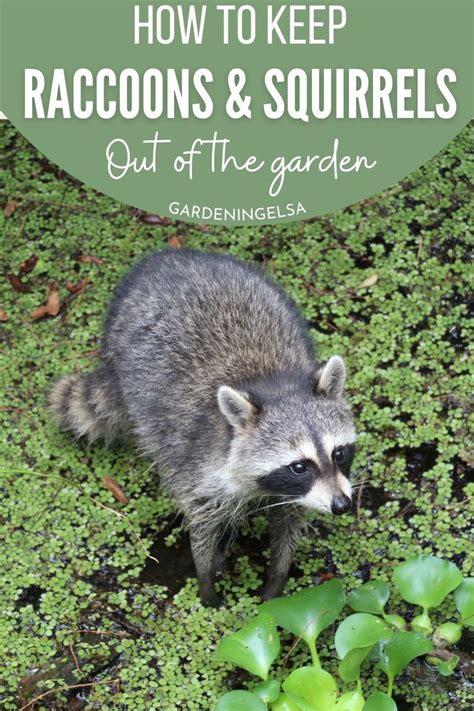 A Raccoon In The Grass With Text Overlay Reading How To Keep Raccoons