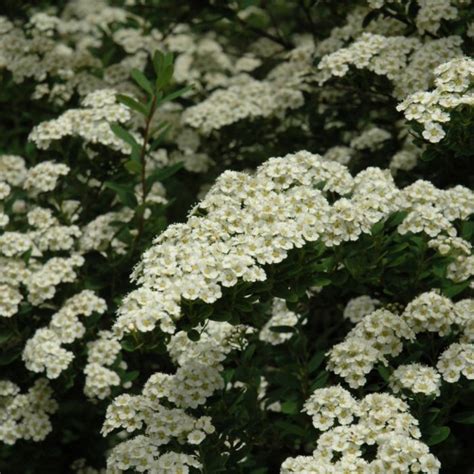 Snowmound Spirea Gertens Garden Center