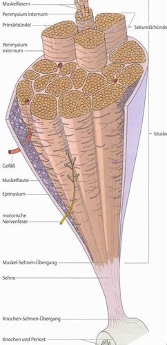 Muskulatur Karteikarten Quizlet