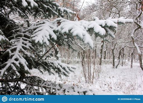 Snow Covered Fir Tree Winter Landscape With Spruce Tree Branches In