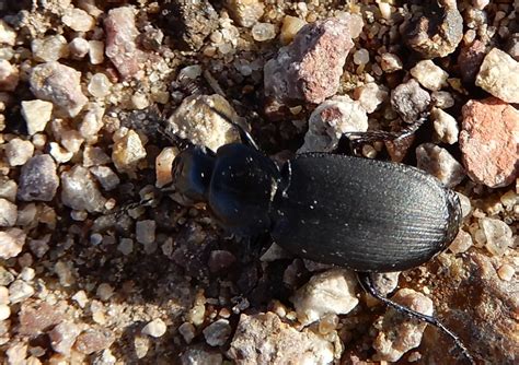 Licinus depressus Kleiner Stumpfzangenläufer Licinus depr Flickr