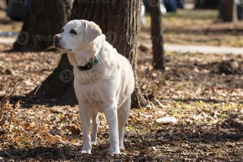 Yellow Labrador Retriever 13464387 Stock Photo at Vecteezy